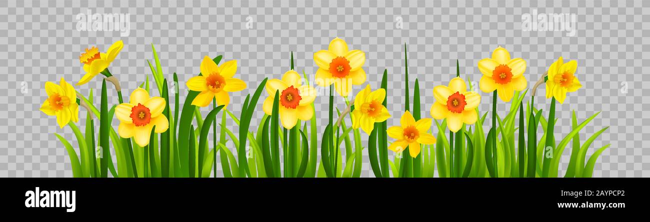 Isolated Easter blossom banner with daffodils Stock Vector