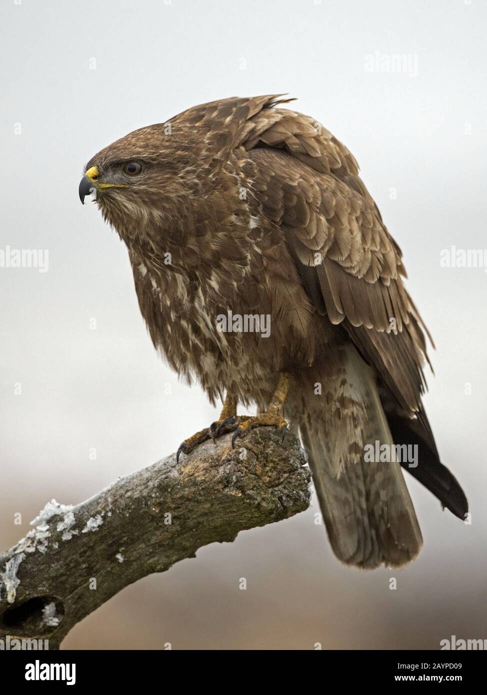 Common buzzard perched Stock Photo