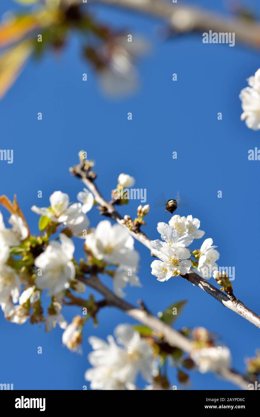 Spring Cherry Blossom, Prunus Cerasus Avium Stock Photo
