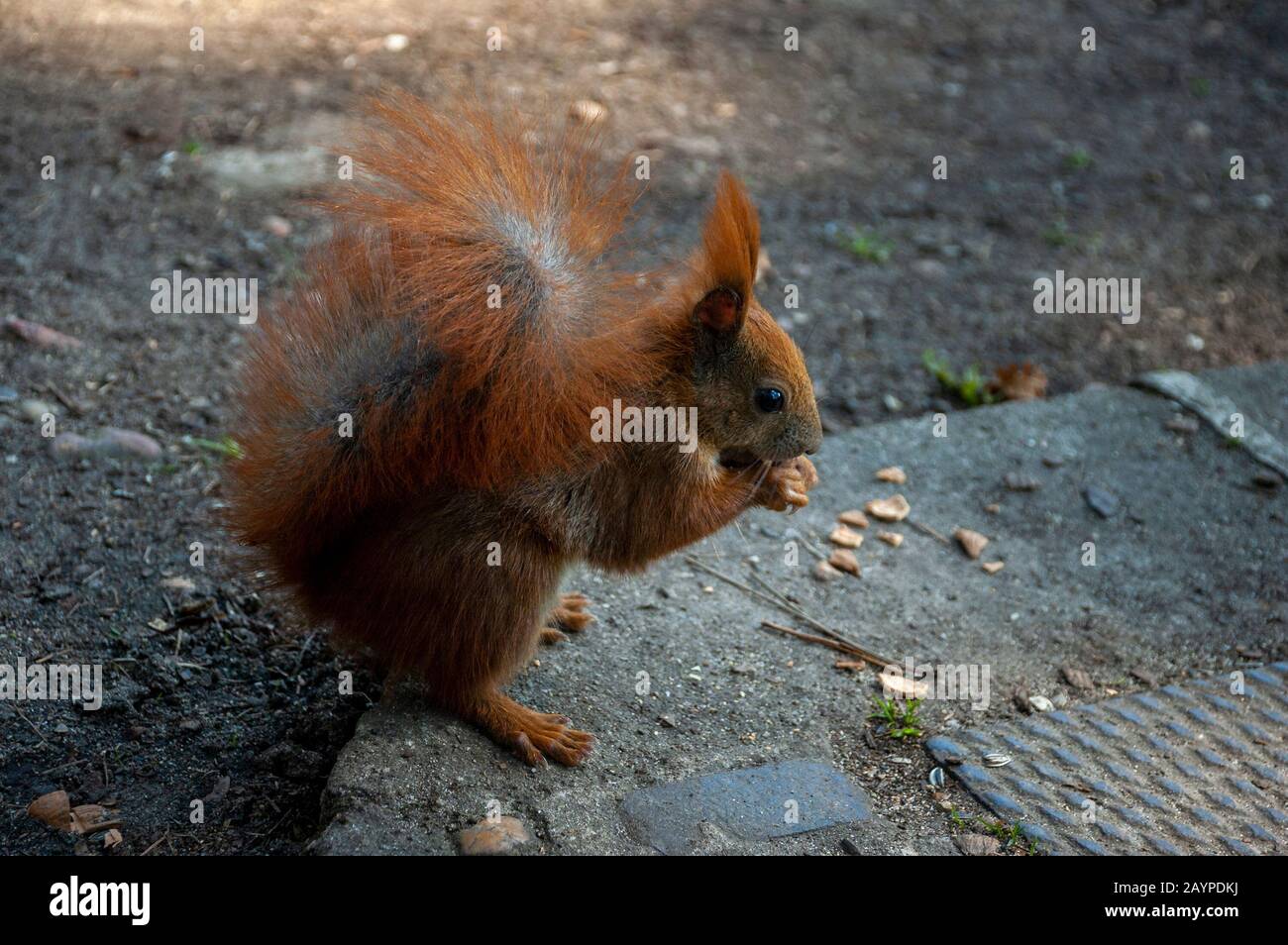 SCIURUS VULGARIS EURASIAN RED SQUIRREL visual data 3