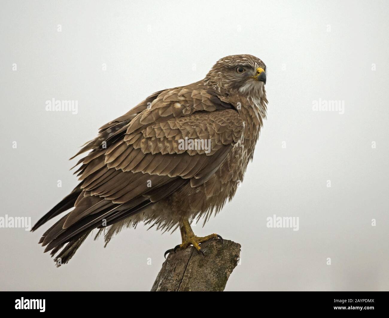 Common buzzard perched Stock Photo