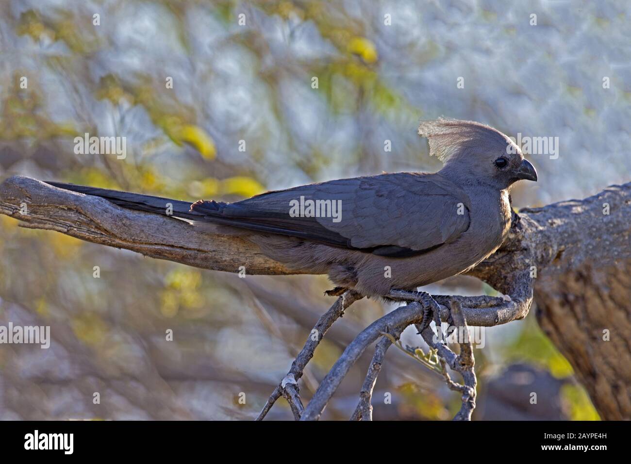 Grey go-away-bird perched Stock Photo