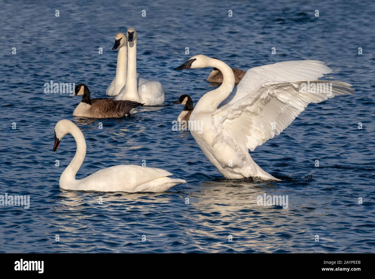 Trumpeter swans (Cygnus buccinator) and canada geese (Branta canadensis) in a lake, Iowa, USA. Stock Photo