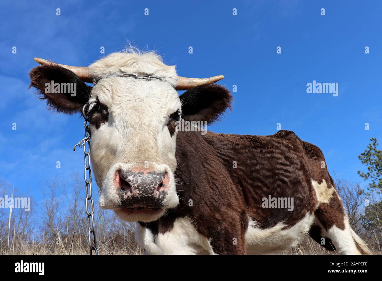 Young bull portrait on blue sky background. White-brown goby grazing on a pasture in the forest, head close up Stock Photo