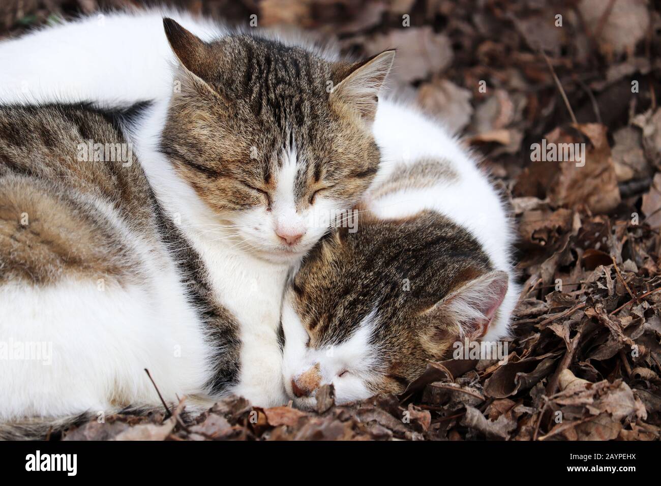 Two cats sleeping on the fallen leaves clinging to each other. Cute