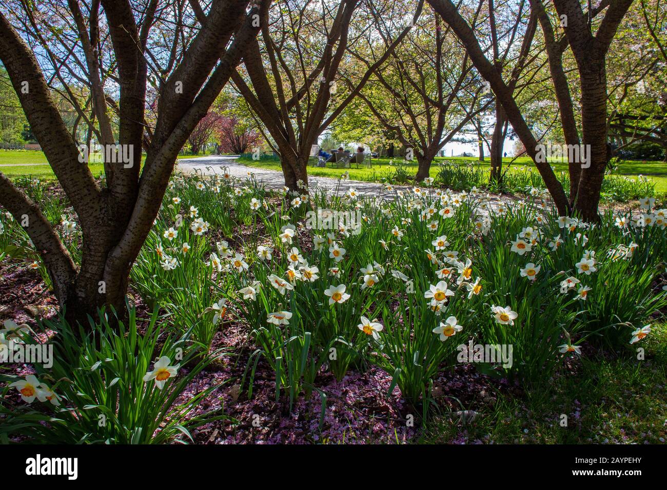 magical white daffodils near trees in Garden of the world at recreation