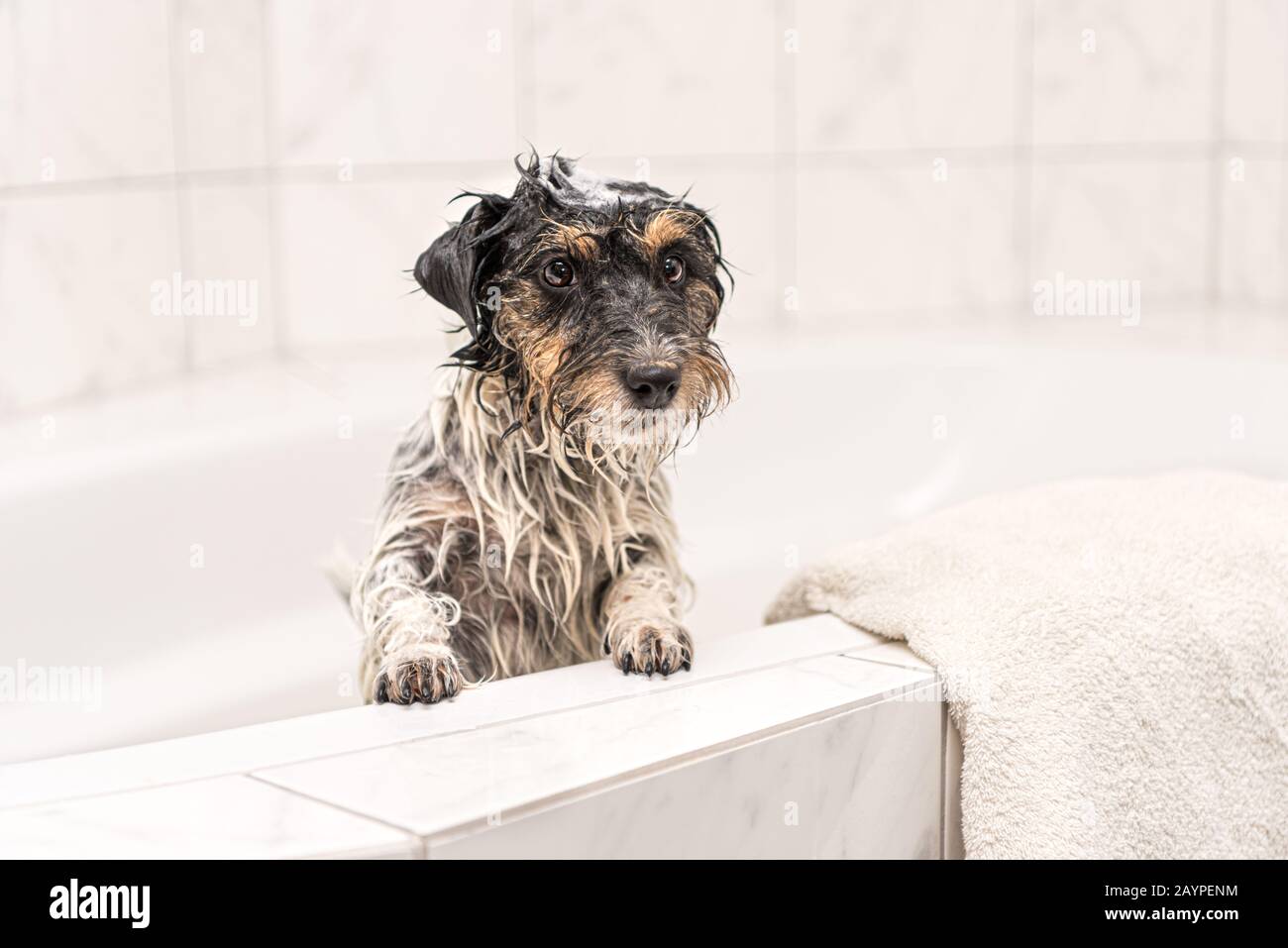 how to bathe jack russell terrier