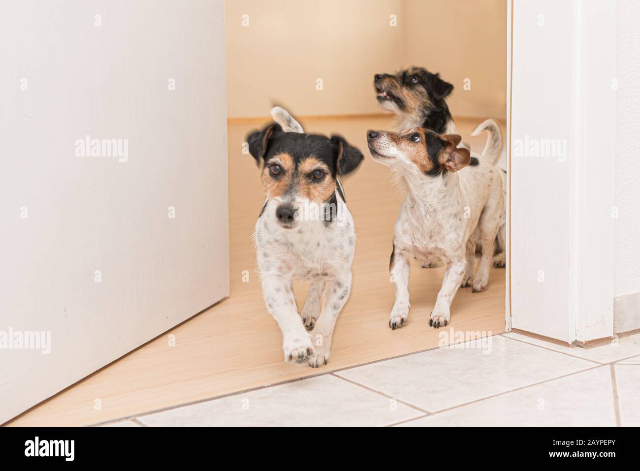 Three cute small cheeky Jack Russell terriers running through an open door in the apartment at home Stock Photo