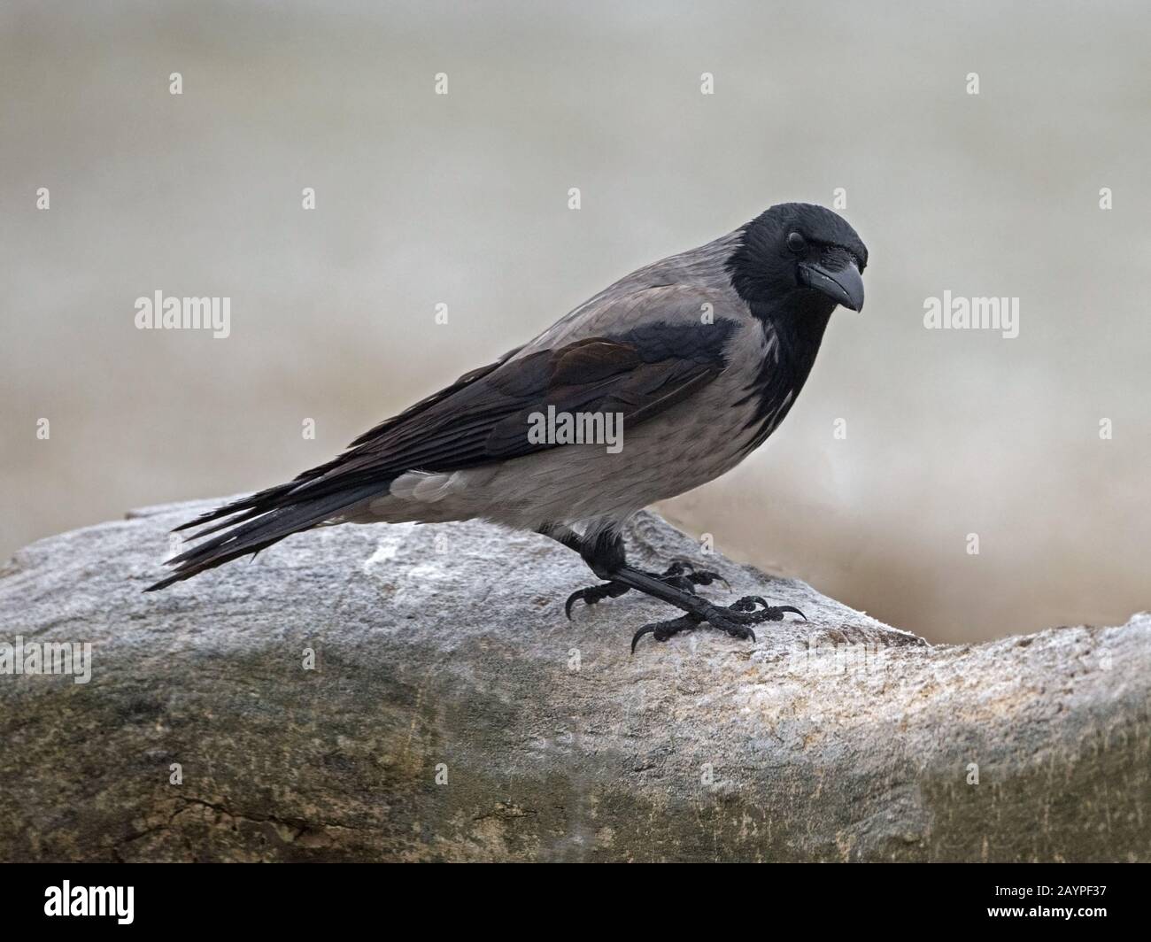 Hooded crow perched Stock Photo