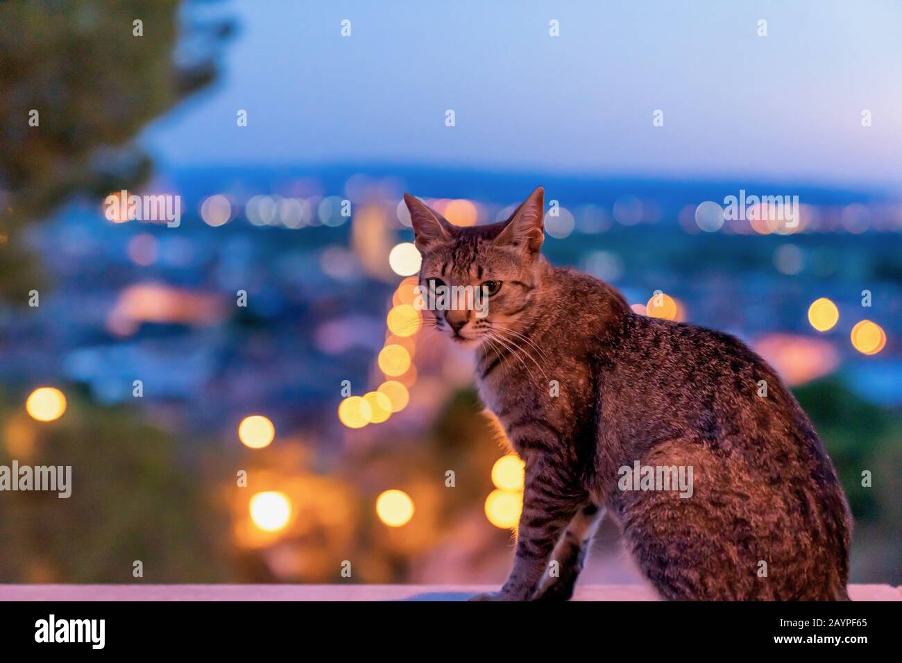 Portrait of cute happy,adorable,funny and small kitten walking outdoors at city street. Beautiful young little cat posing like a supermodel in Spain Stock Photo