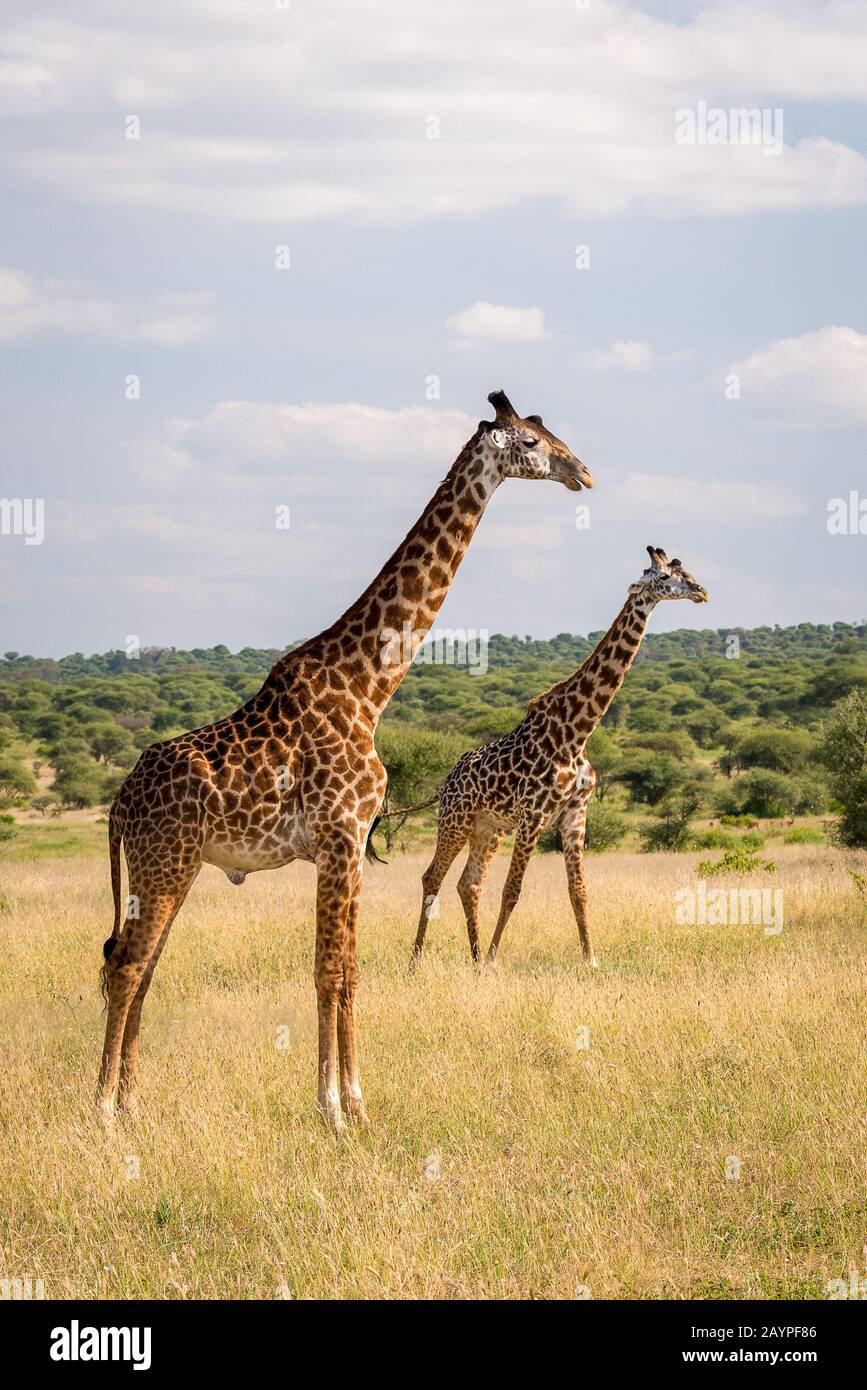 Masai giraffes in savanna hi-res stock photography and images - Alamy