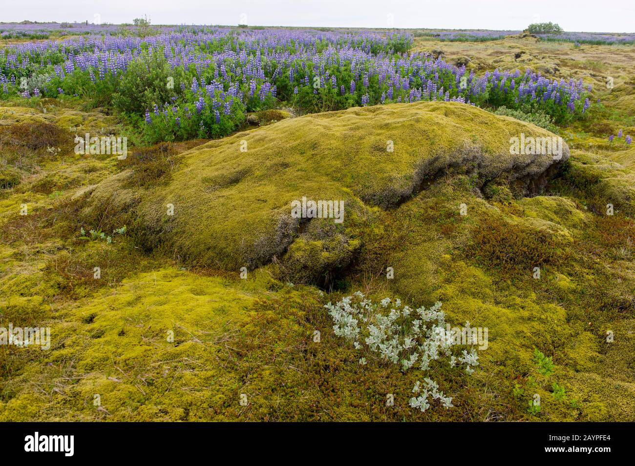 Nootka lupines (Lupinus nootkatensis) with Arctic willow (Salix arctica) and Wolly willow in the foreground growing in a lava field covered with Wooll Stock Photo