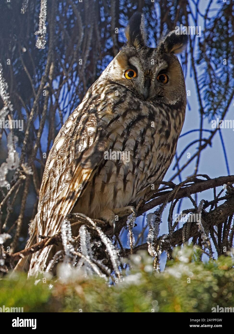Long-eared owl perched in tree Stock Photo