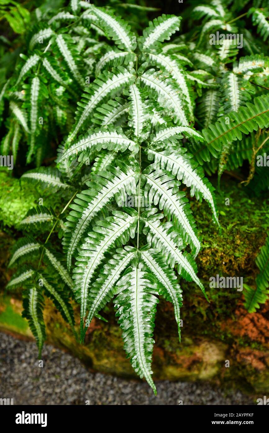 'Pteridaceae Pteris Argyrea Silver Brake' fern plant branch with white markings Stock Photo