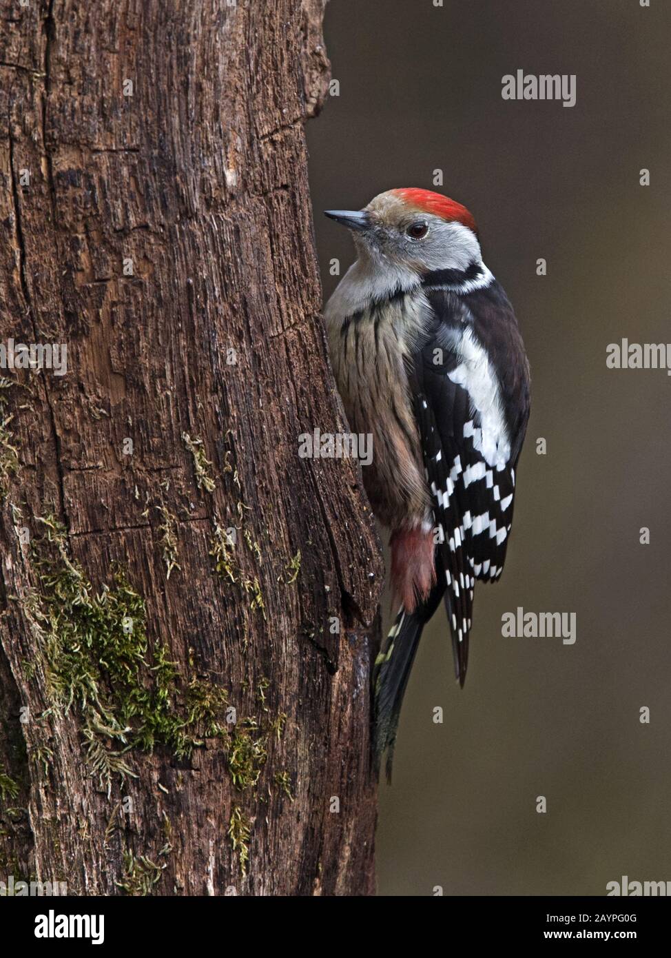 Middle spotted woodpecker on tree trunk Stock Photo