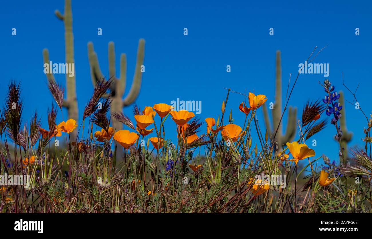 Spring Poppy Wildflowers in the Arizona Desert with cactus in the background. Stock Photo