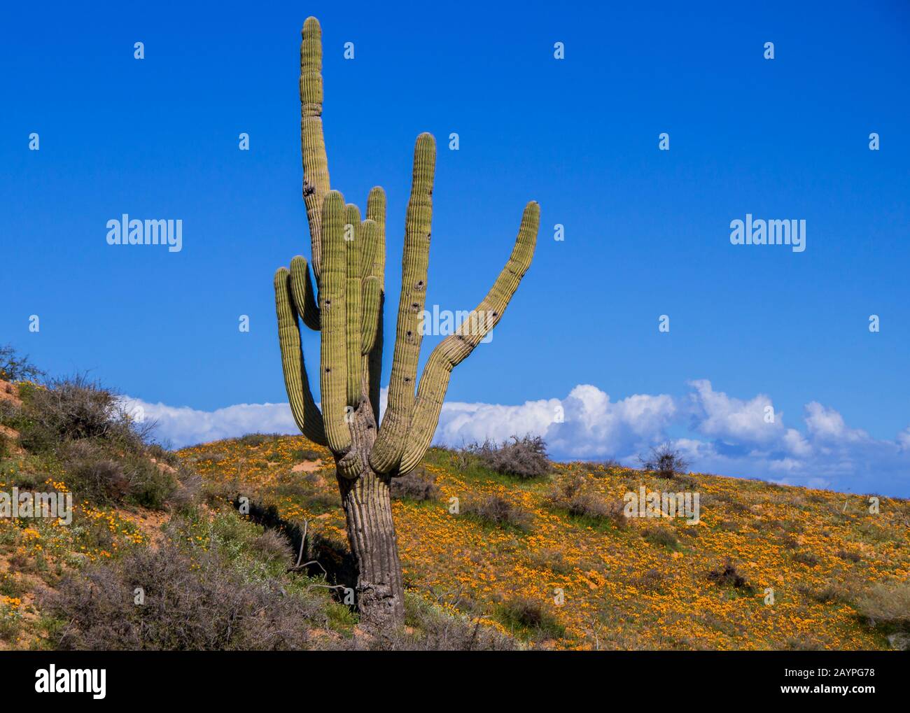 Vibrant Poppy Wildflowers in the Arizona Desert With big Saguaro Cactus ...