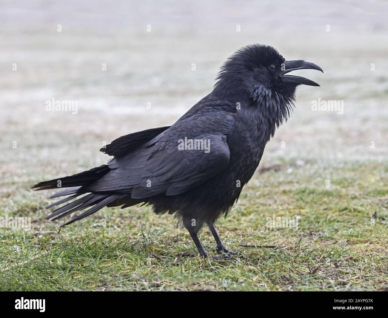 Common raven standing Stock Photo