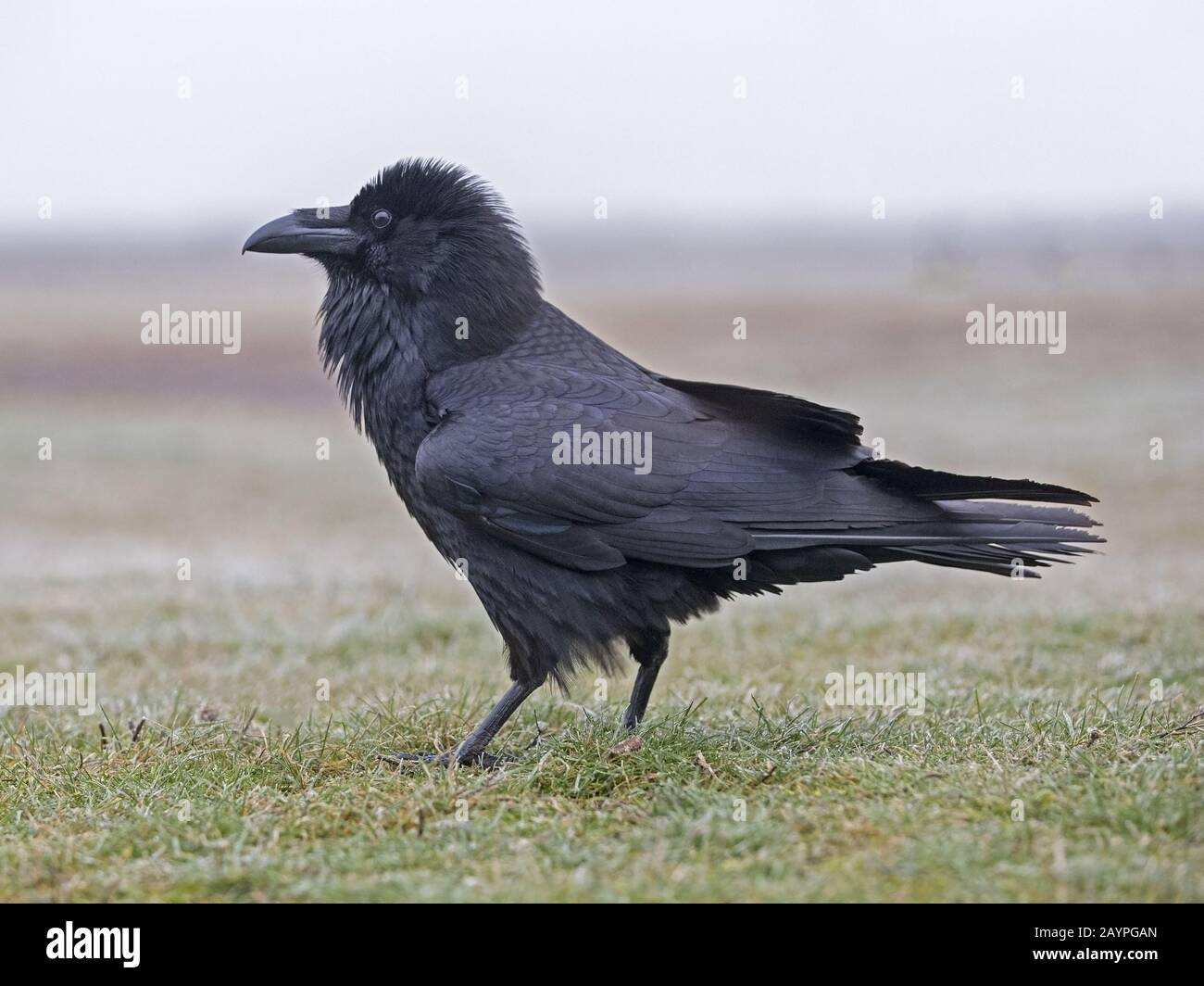 Common raven standing Stock Photo