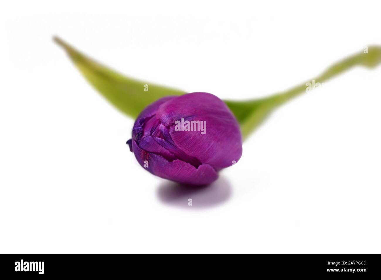 Single bright purple tulip spring flower isolated on white background ...