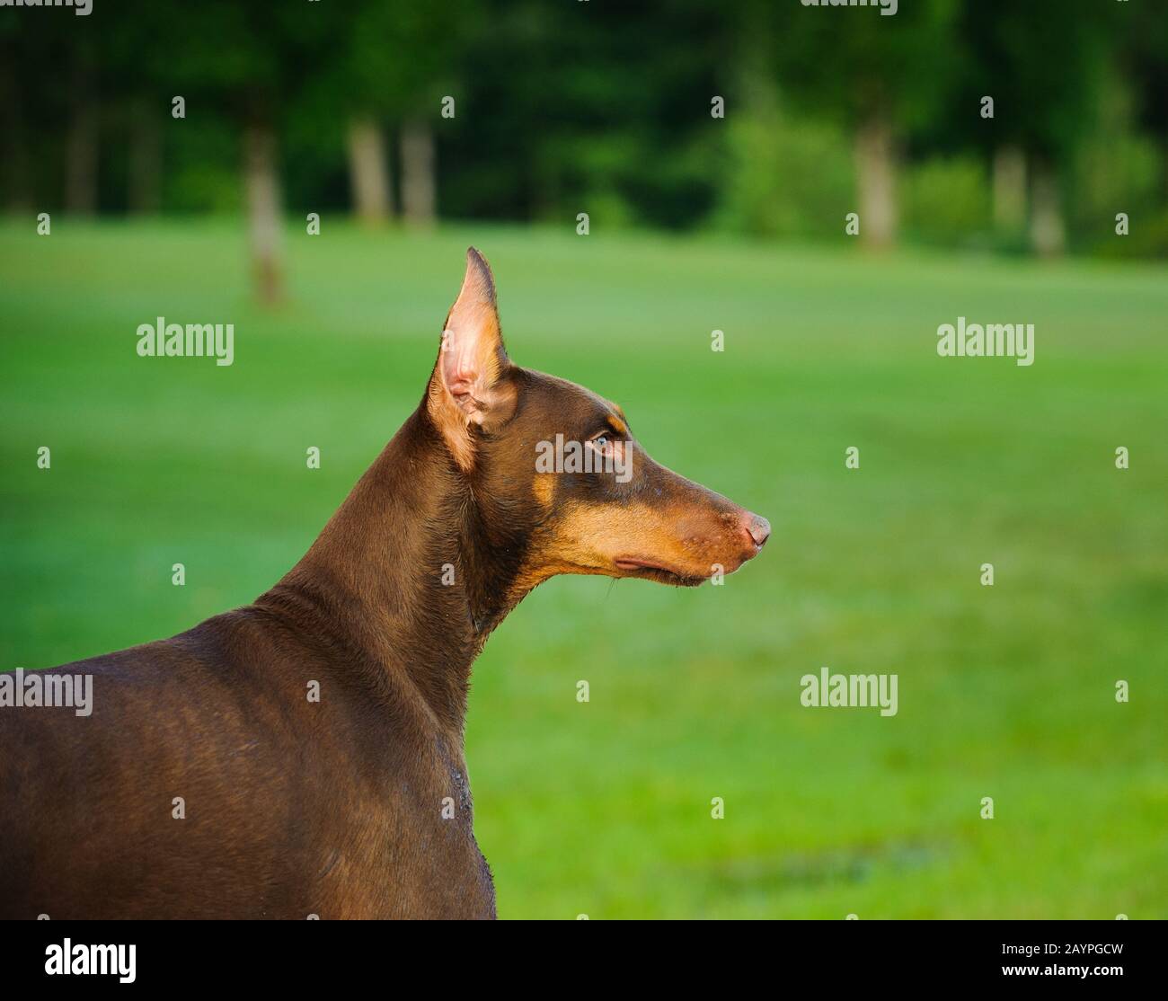 Doberman Pinscher dog Stock Photo Alamy
