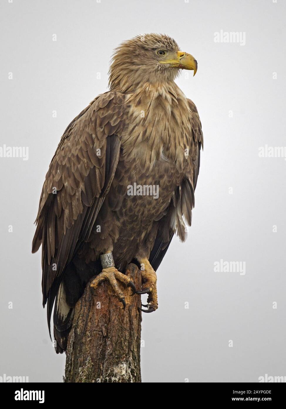 Adult white-tailed eagle perched Stock Photo