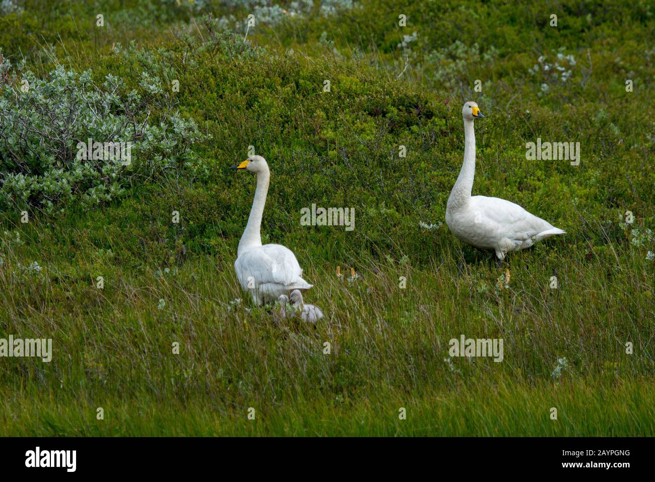 Whooper Swans Cygnus Cygnus With Cygnets Near Holl In Eastern Iceland whooper-swans-cygnus-cygnus-with-cygnets-near-holl-in-eastern-iceland