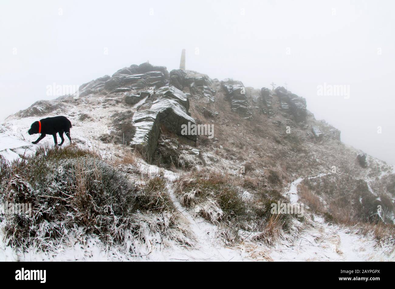 Labrador dog in winter on mountain top Stock Photo