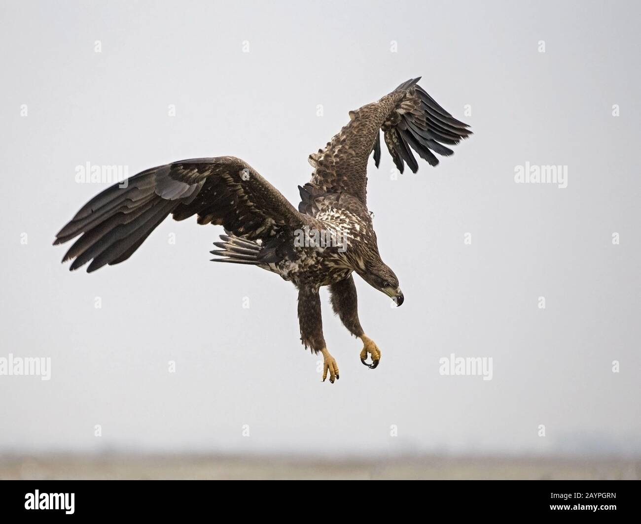 White-tailed eagle landing Stock Photo