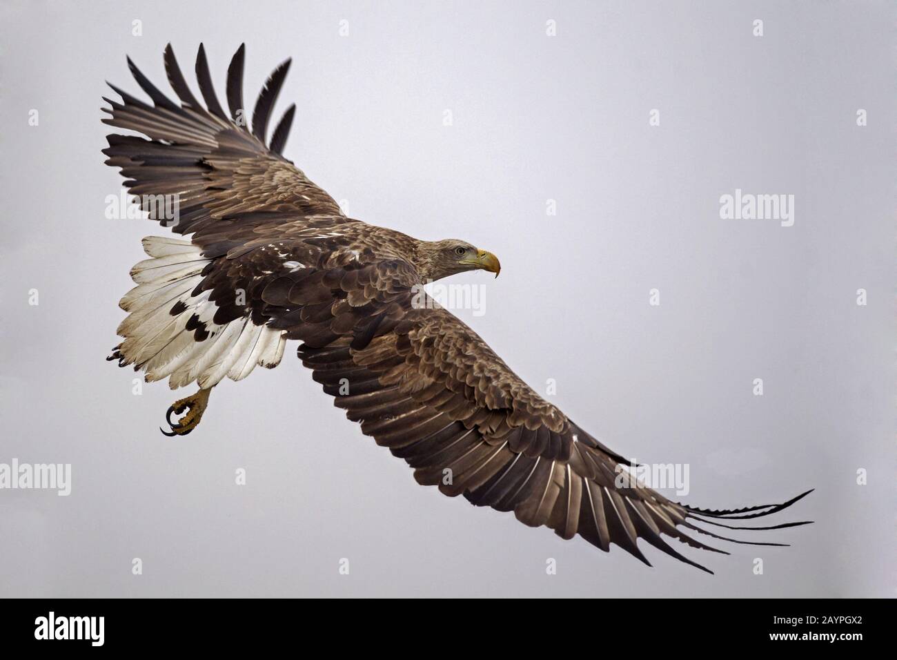 Adult white-tailed eagle in flight Stock Photo