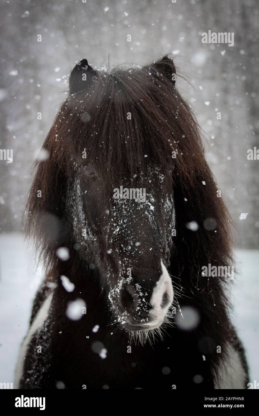 Unique pinto gelding Icelandic horse in a snowstorm Stock Photo