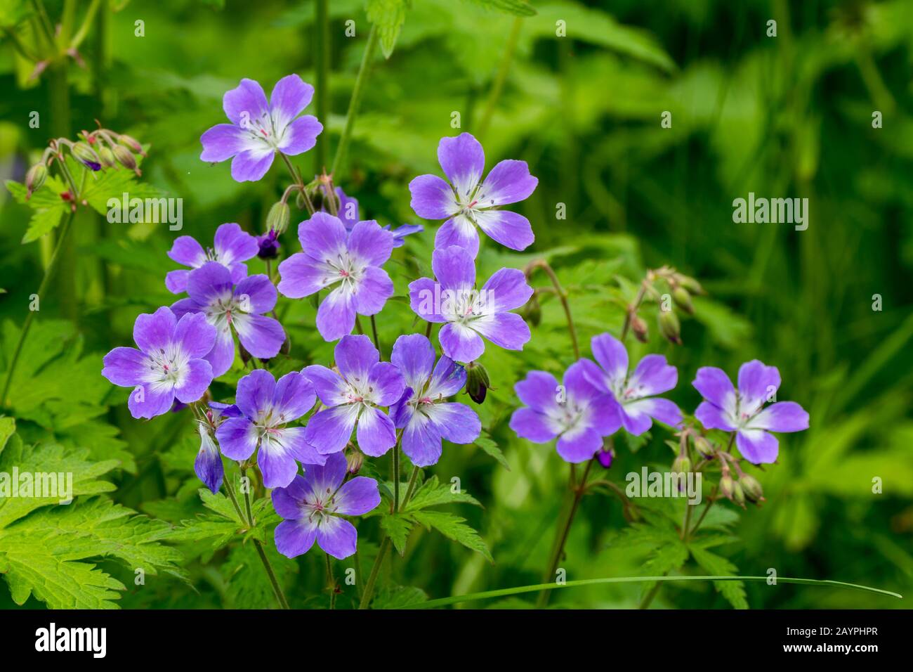 Wood cranesbill (Geranium sylvaticum) flowering inside a small forest (rare in Iceland) at Hofdi at Lake Myvatn in Northeast Iceland. Stock Photo