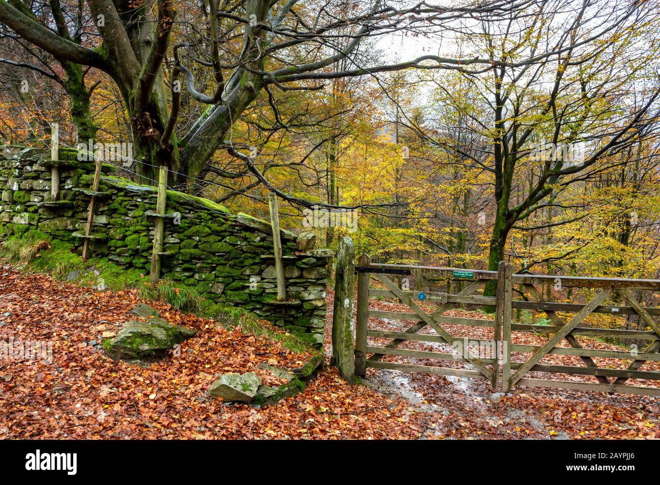 Trees, gateway, footpath and drystone wall (with integral wooden fence post supports) at entrance to Red Bank Wood in Autumn, Grasmere, England, UK Stock Photo