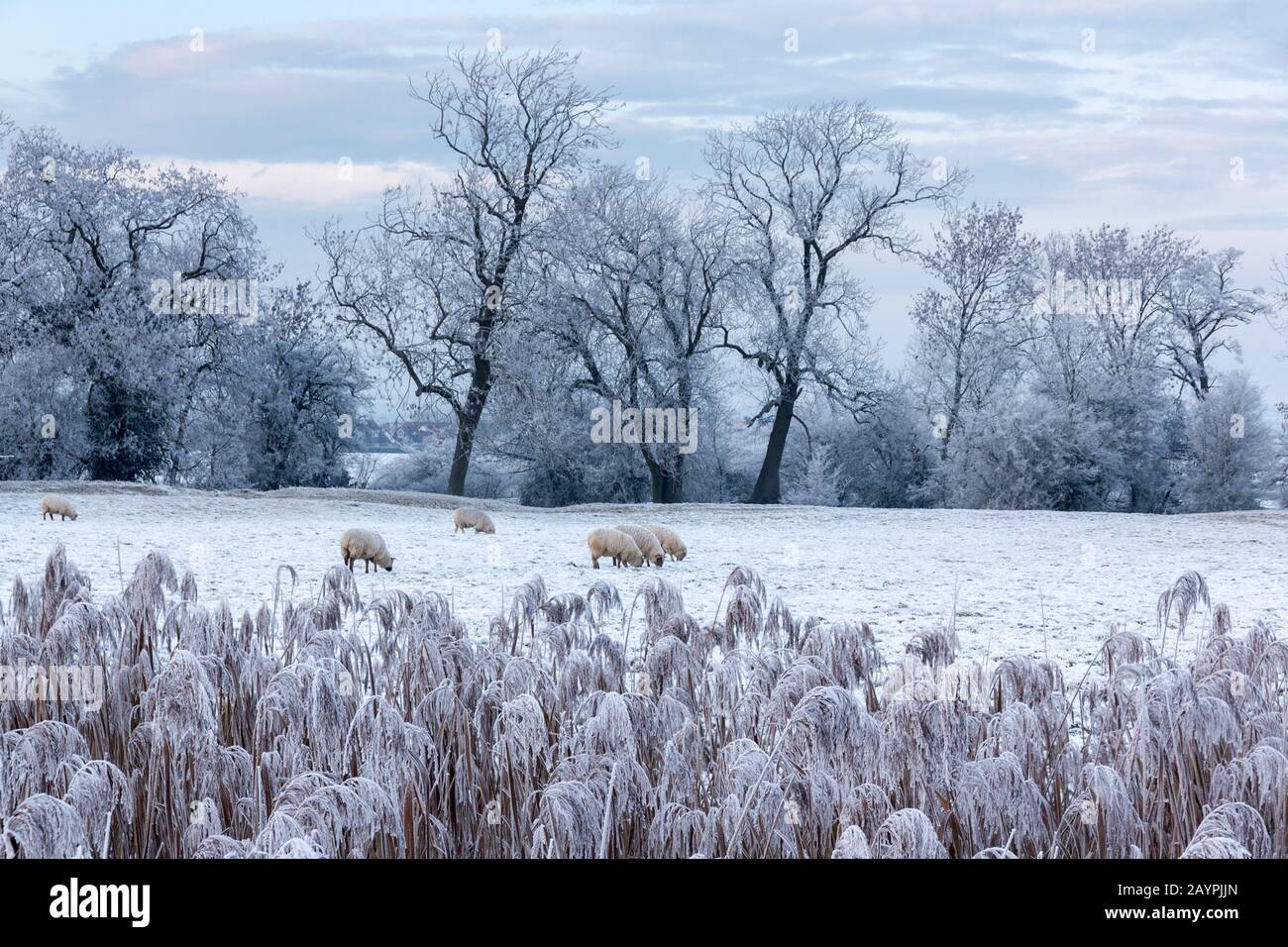 Winter scene with hoar frost covered reeds in the foreground and sheep grazing in a snowy farm field beyond, Leicestershire, UK Stock Photo