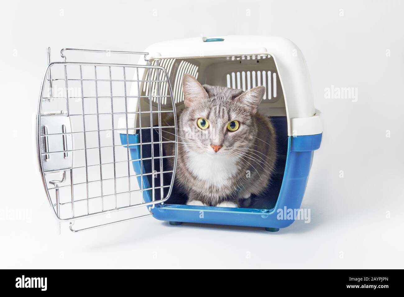 cat carrier blanket