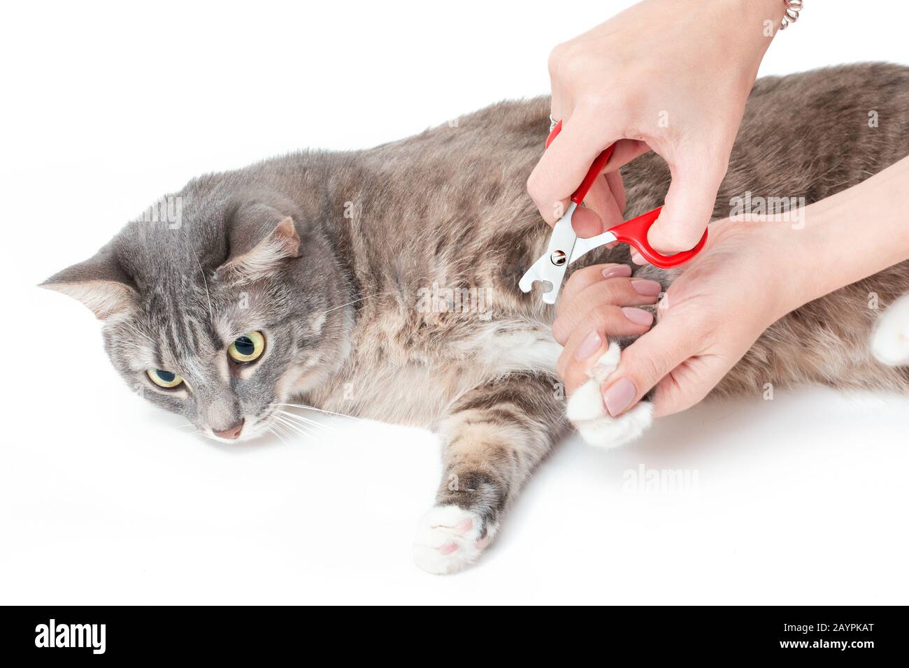 800+ Cat Getting Nails Cut Stock Photos, Pictures & Royalty-Free Images -  iStock