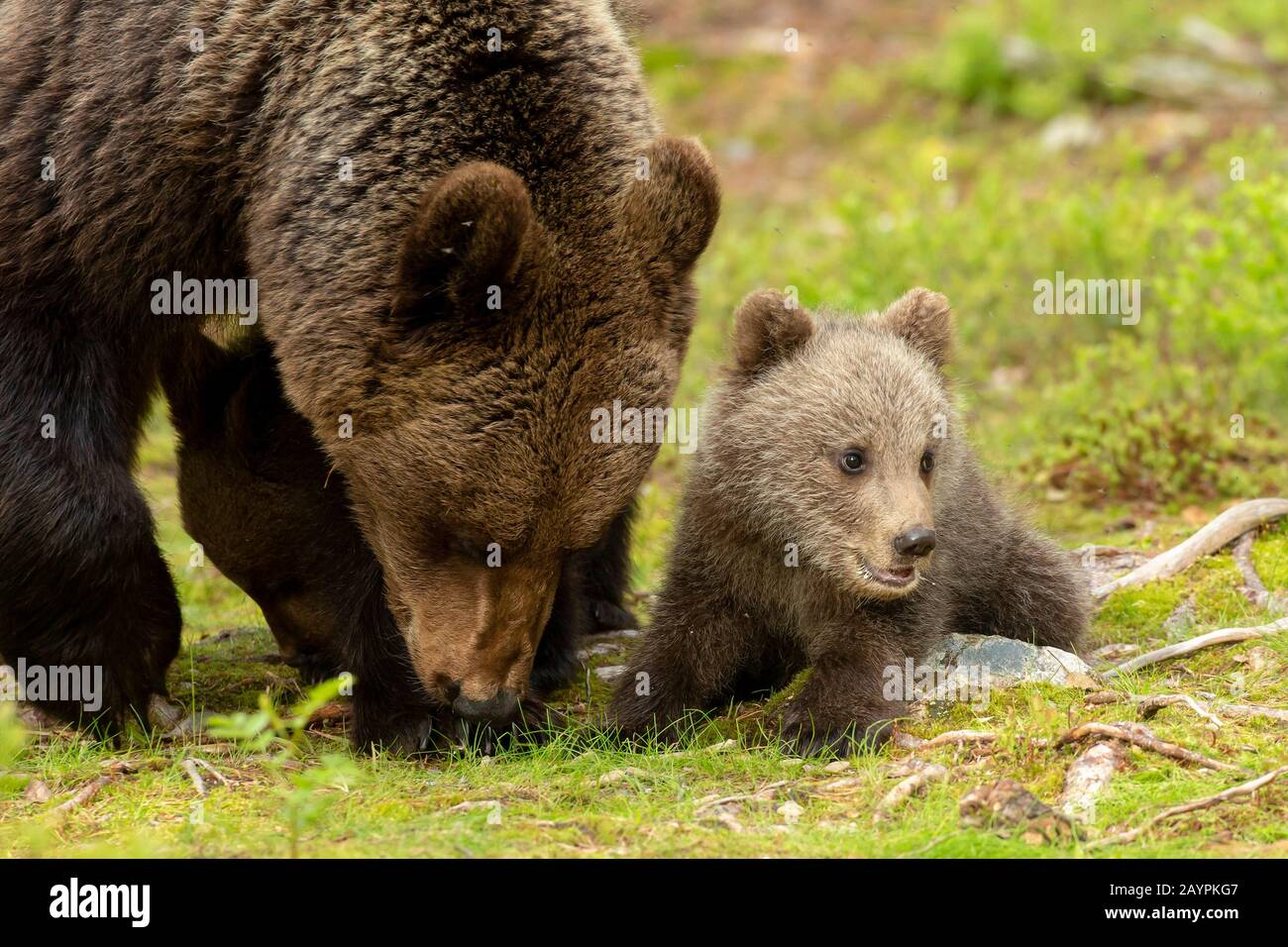 Eurasian brown bear (Ursus arctos arctos) cubs Stock Photo