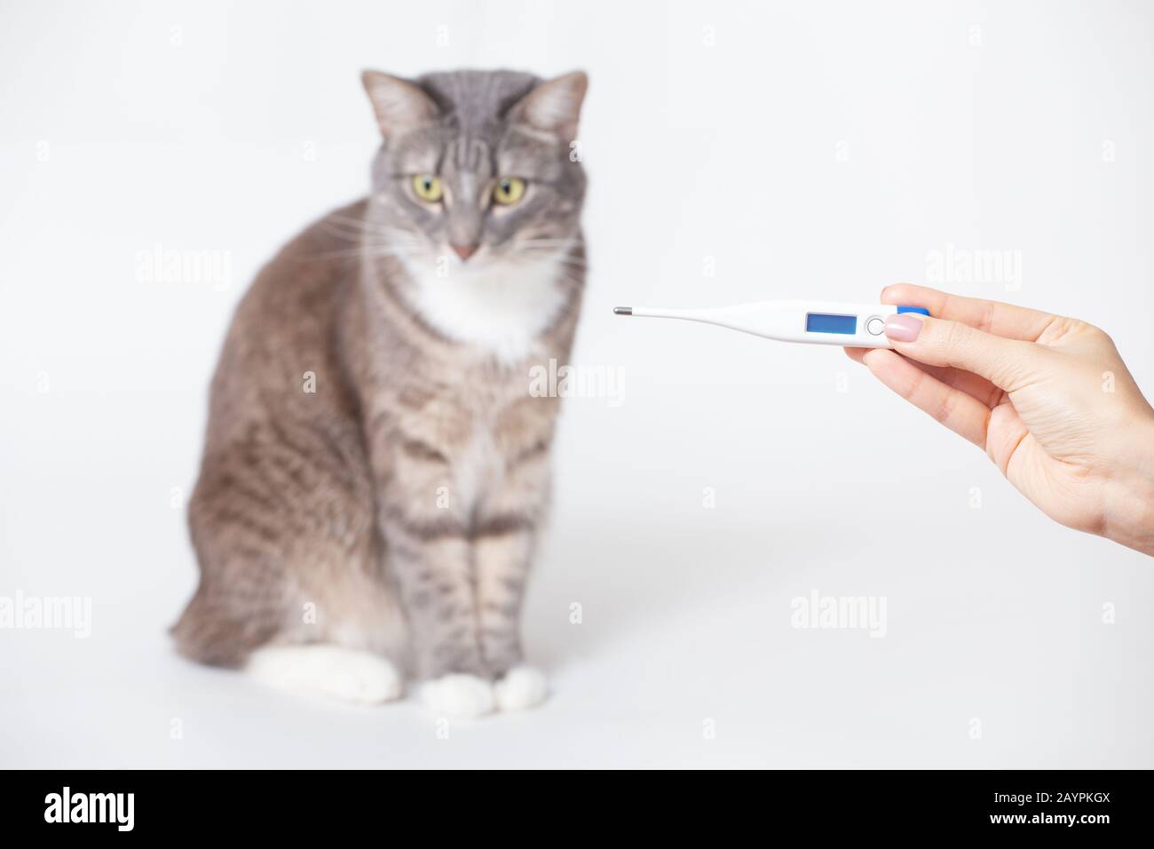 The female hand holds an electronic modern thermometer with a home cat in the background. The concept of pet disease and veterinary clinic Stock Photo