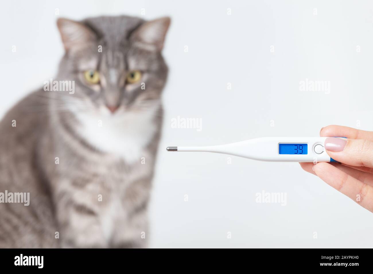 A thermometer with a body temperature of a cat. The concept of pet illness and fever Stock Photo