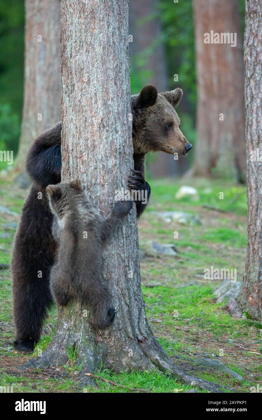 Eurasian brown bear (Ursus arctos arctos) family Stock Photo