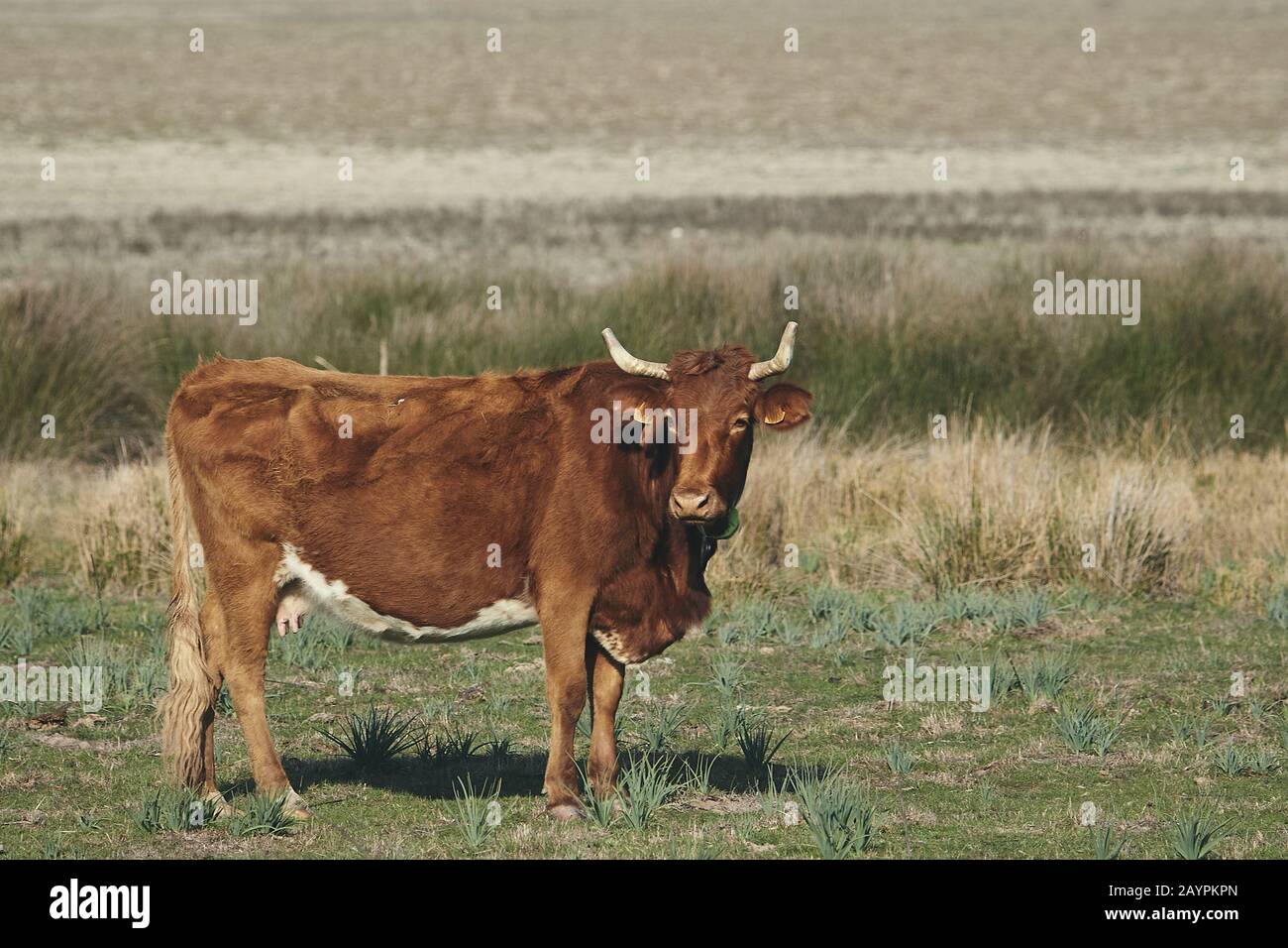0008 jpg hi-res stock photography and images - Page 7 - Alamy