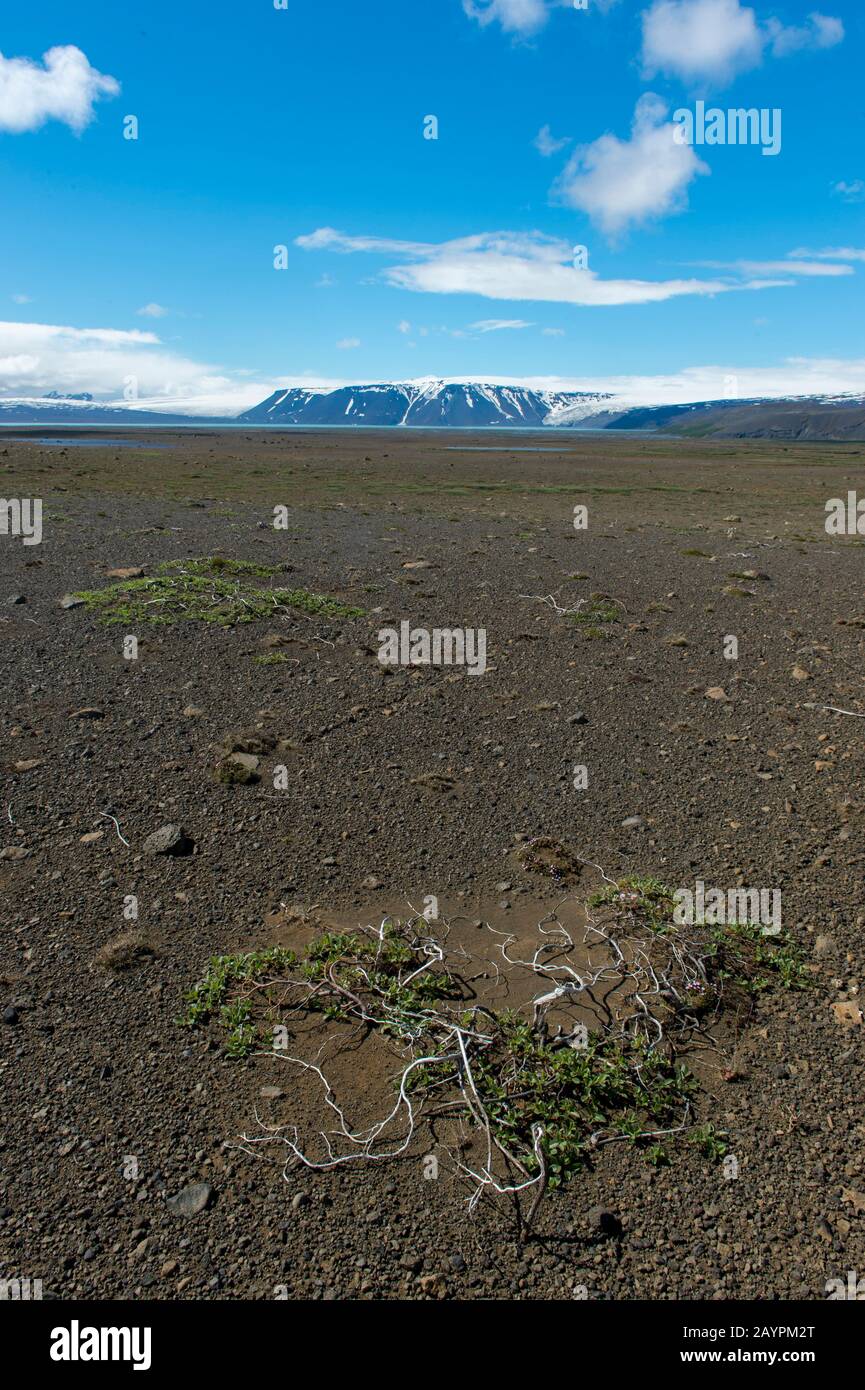 An Arctic willow (Salix arctica) is growing in the barren landscape of the northwestern highlands in Iceland with Langjokull in the background. Stock Photo