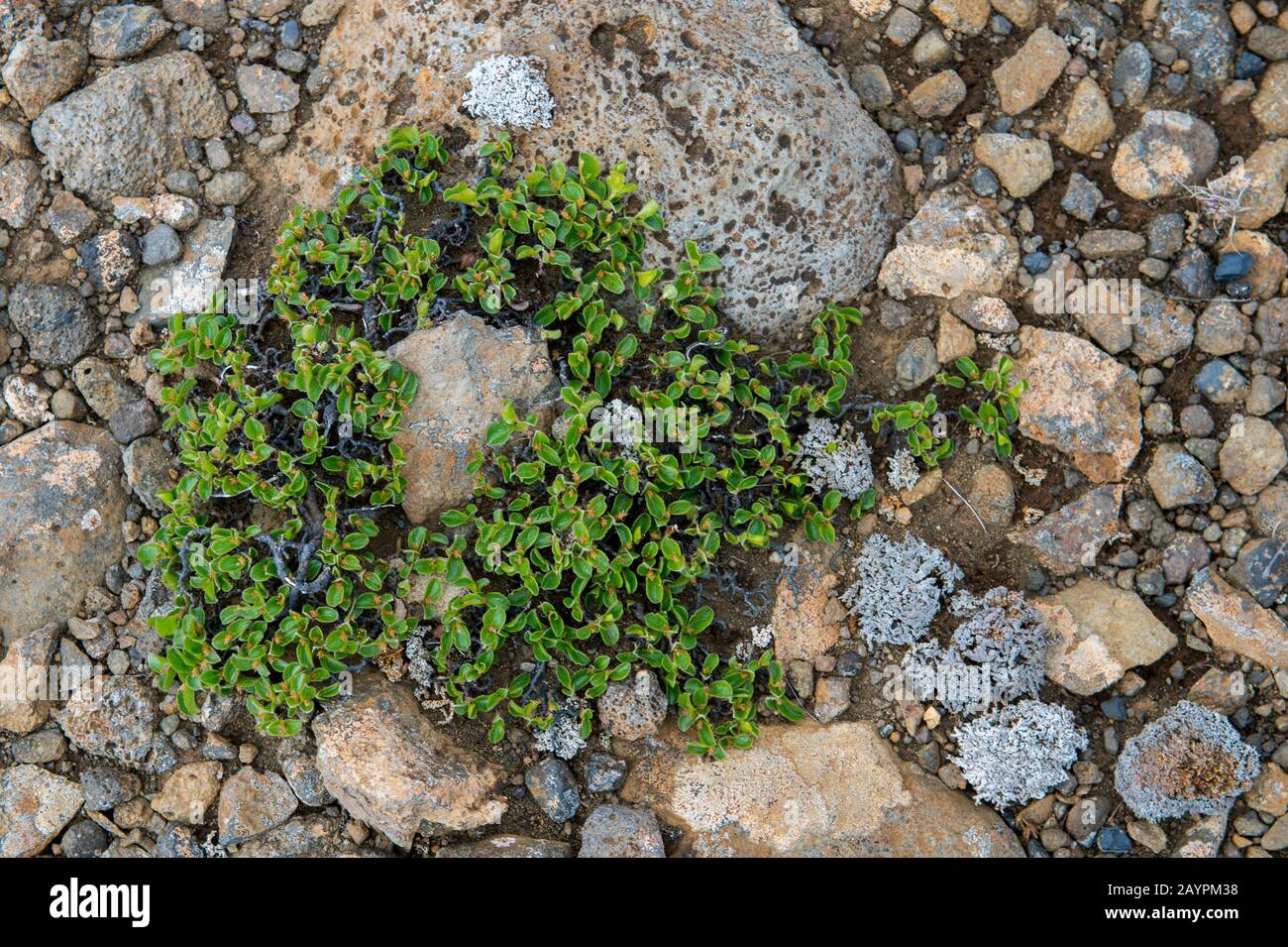 A Bilberry (Vaccinium myrtillus) is growing between the rocks in the barren landscape of the northwestern highlands in Iceland. Stock Photo