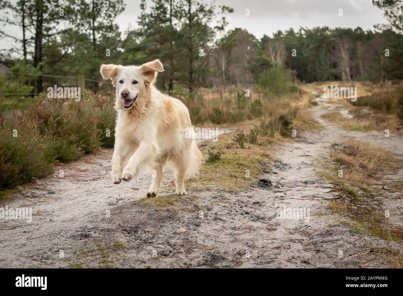 heathlands rescue dogs