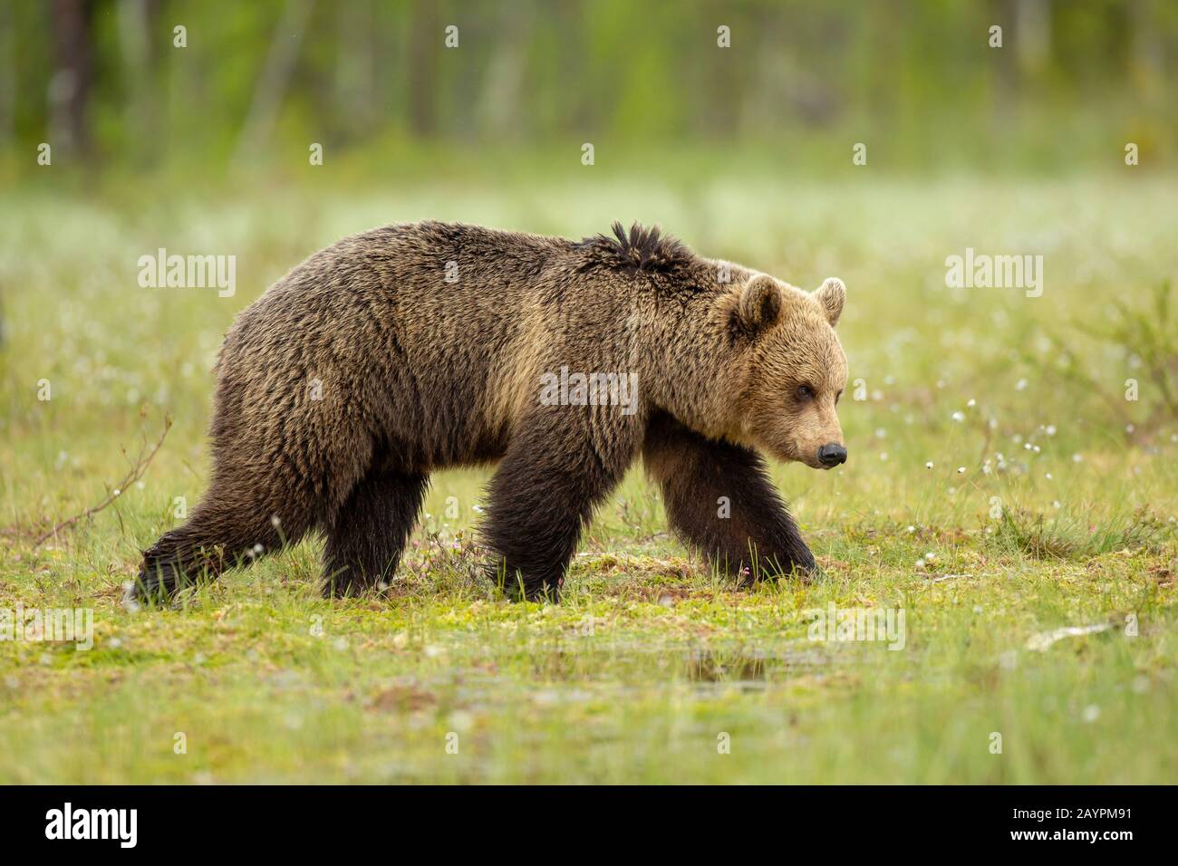Eurasian brown bear (Ursus arctos arctos) walking Stock Photo - Alamy