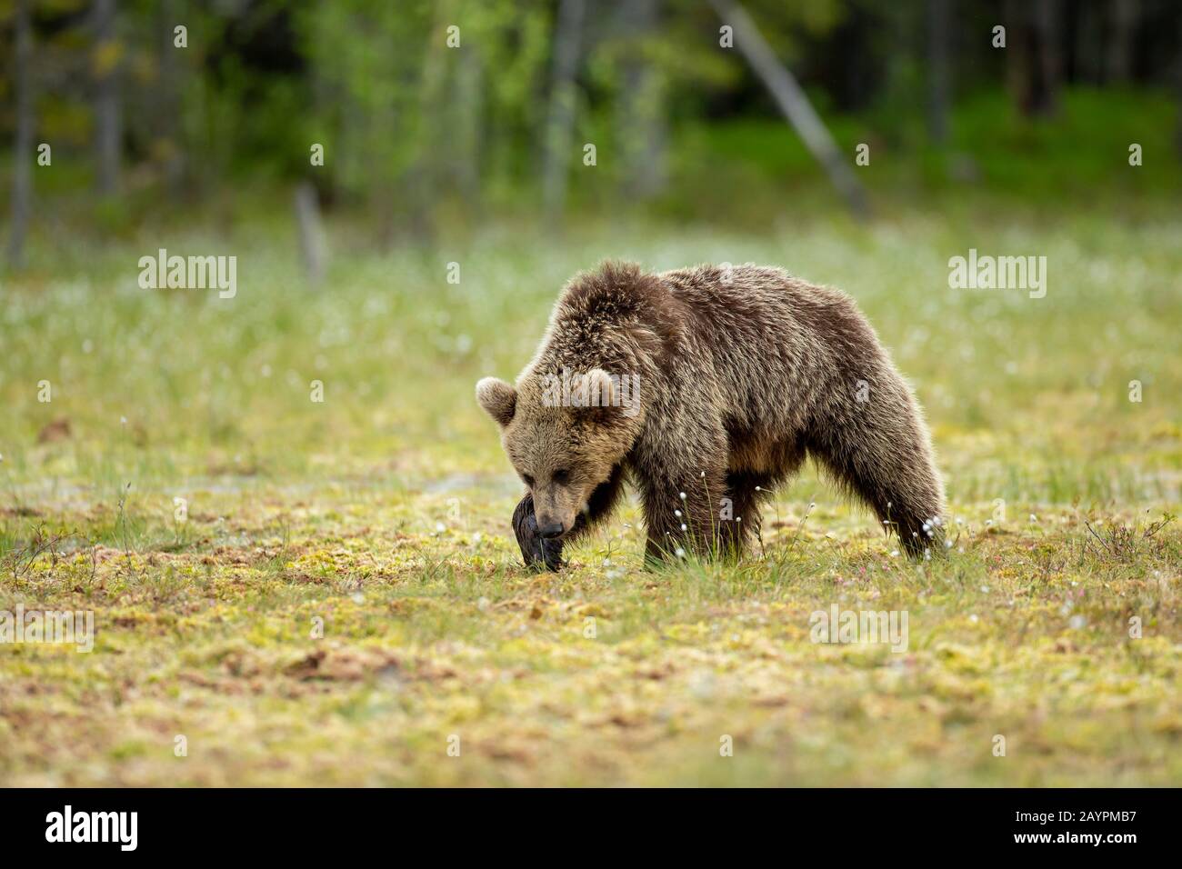 Eurasian brown bear (Ursus arctos arctos) hunting Stock Photo - Alamy
