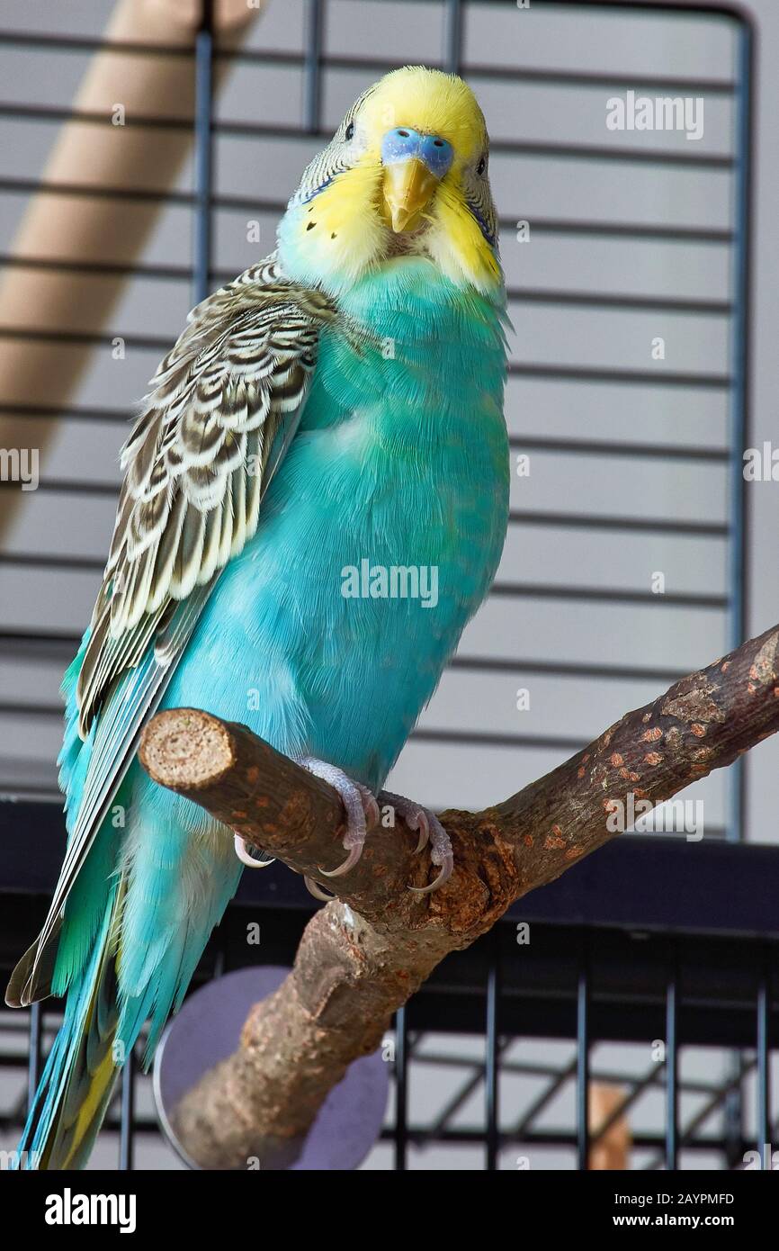 Download Green And Yellow Budgie High Resolution Stock Photography And Images Alamy