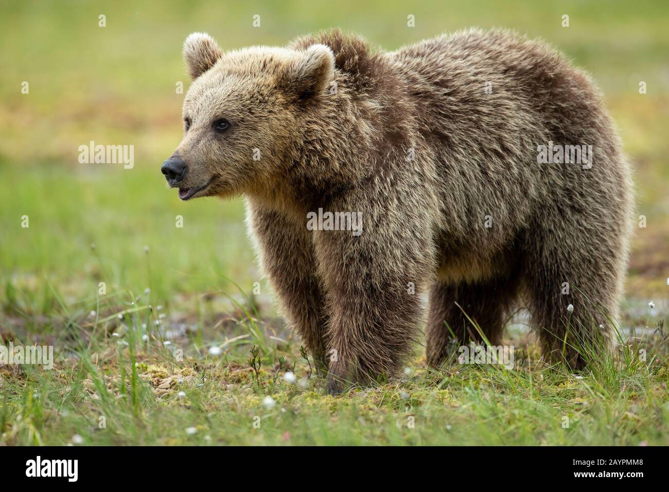 Eurasian brown bear (Ursus arctos arctos) up close Stock Photo - Alamy