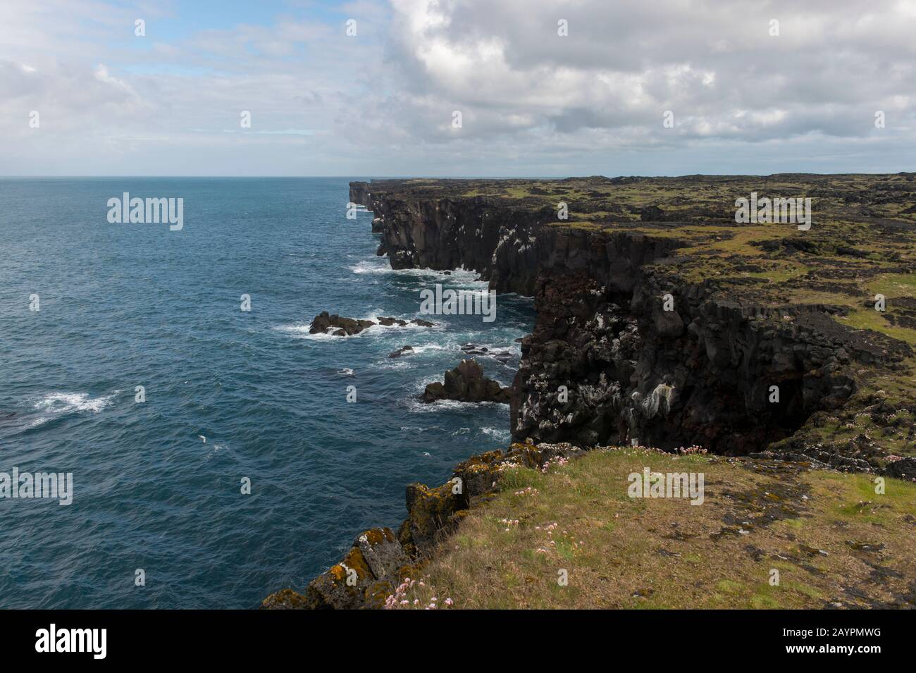 Seabirds nesting in the lava cliffs at the Svortuloft Lighthouse in Snaefellsjokull National Park on the Snaefellsnes Peninsula in western Iceland. Stock Photo