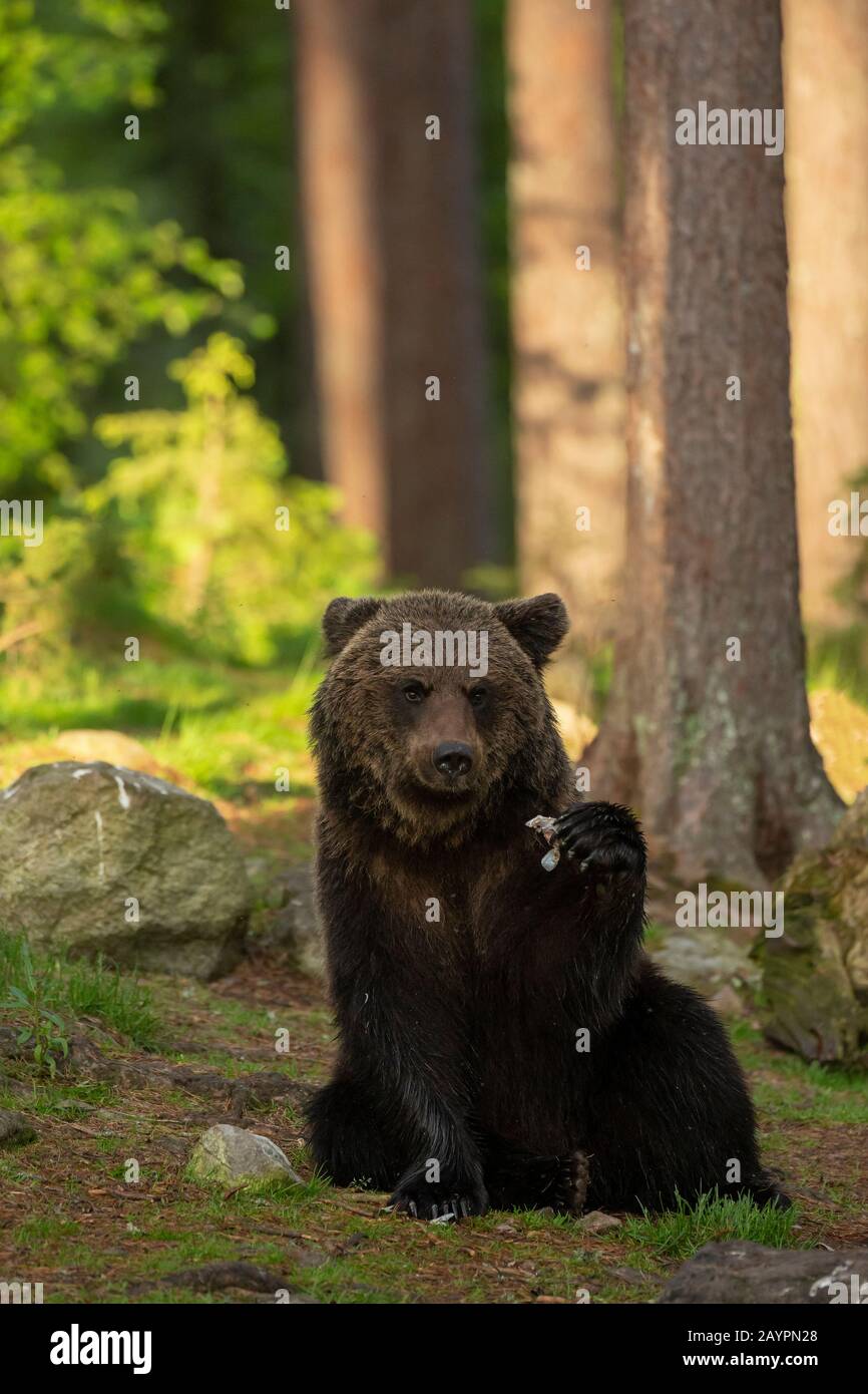 Eurasian brown bear (Ursus arctos arctos) feeding Stock Photo